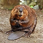 North American beaver (Castor canadensis)