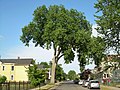 American elm tree, which survived the tornado that touched down in Springfield, Massachusetts, in 2011 (June 2020)