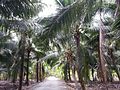 Coconut plantation at tambon Bang Yi Rong