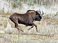 Black wildebeest.[3]