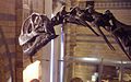 Camarasaurus (Ballista)