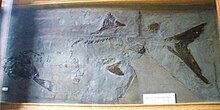 产自英格兰莱姆里杰斯的拟鲟软骨硬鳞鱼（Chondrosteus acipenseroides）化石，藏于荷兰哈勒姆泰勒博物馆