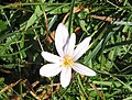 Colchicum alpinum in the Grandes Rousses