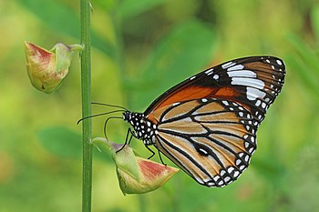 Danaus genutia