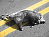 Opossum is an ingredient in roadkill cuisine