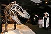 Skeleton mount of Gorgosaurus.