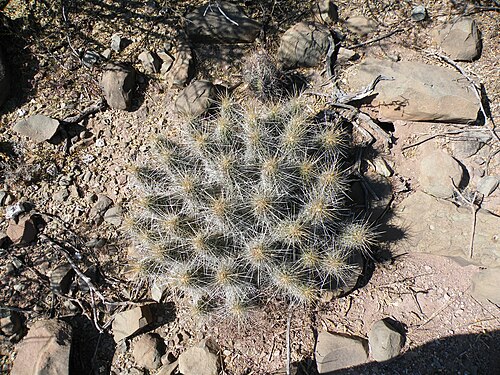 Plant growing in Saltillo towards Estacion Marte, Nuevo Leon