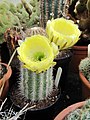 Echinopsis haematantha