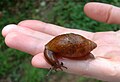 Euglandina rosea from NW Florida.