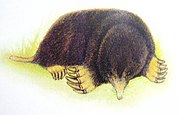 Drawing of brown mole
