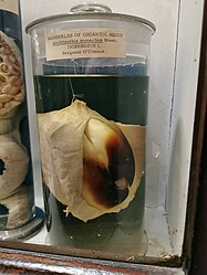 #37 (25/4/1875) Beak and buccal mass of giant squid caught on 25 April 1875, off Inishbofin, Connemara, Ireland, as it appeared at the National Museum of Ireland – Natural History in 2019.