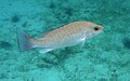 Gray snapper (Lutjanus griseus)