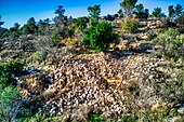 Mulberry tree of the village that remained and around it stones and other residues of houses