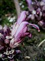 Lathraea clandestina close-up flower