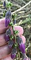 Detail of flower bud-laden stem with human fingers for scale