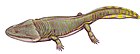 宽额鲵（Metoposaurus diagnosticus）