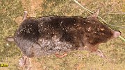 Brown mole
