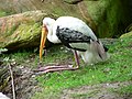 Painted Stork (Mycteria leucocephala)