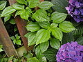 Pilea pumila