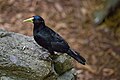 Red-rumped Cacique