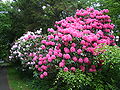 Rhododendrons, Colonsay House Drive