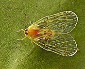 Saccharodite chrysonoe