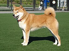 Adult Shiba Inu.