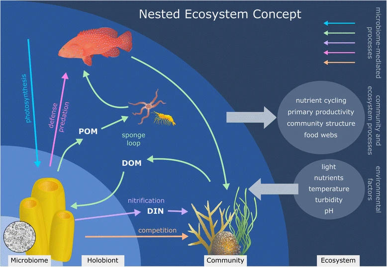 File:The sponge holobiont.webp