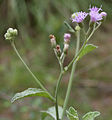 Vernonia cinerea in Talakona forest, in Chittoor District of Andhra Pradesh, India.
