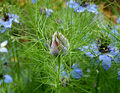 Nigella damascena