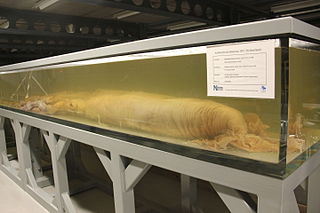 #487 (15/3/2004) Same specimen as it appeared in 2015, with provenance information displayed on the side of the tank