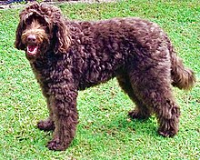 A chocolate, ten year old Australian Labradoodle standing perpendicular to the camera.
