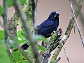 Male in Costa Rica