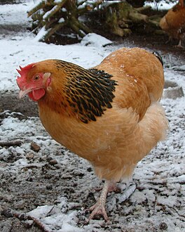 Buff hen in winter