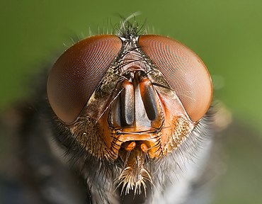 Compound eyes