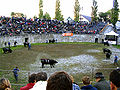 Cow fight in the amphitheater