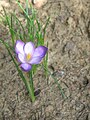 Crocus goulimyi