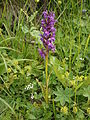 Dactylorhiza majalis