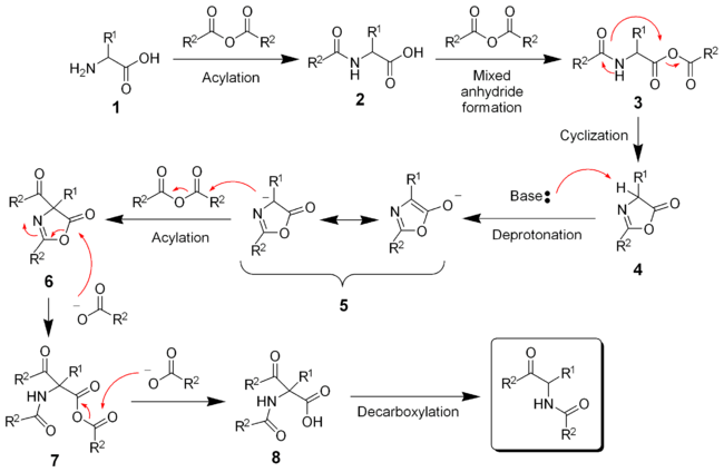 The mechanism of the Dakin-West reaction