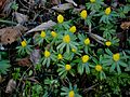 Eranthis hyemalis clump