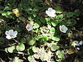 Erodium ×variabile 'Roseum'