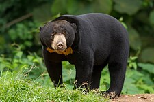 Sun bear (Helarctos malayanus)