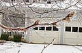 8 Tree branches like those of this Bradford pear were weighed down by heavy coatings of ice.