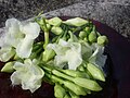 Echites panduratus (harvested, edible, hairy flowers)