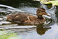 Male mallard with wet down