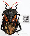 File:Museum specimen with QR Code containing label data - ZooKeys-209-147-g006.jpeg