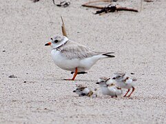 Adult and chicks