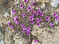 Saxifraga oppositifolia