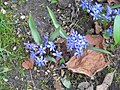 Scilla bifolia