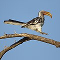 Hopping gait on tree limb, Marakele